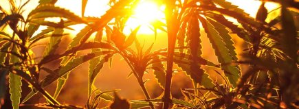 Silhouette of cannabis plant at sunrise